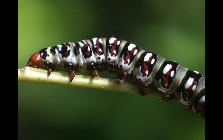 Lo más probable es que los insectos intentaran cruzar las vías para conseguir comida. EFE  /