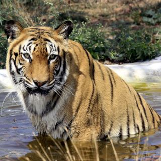 Nepal quiere multiplicar su población de tigres