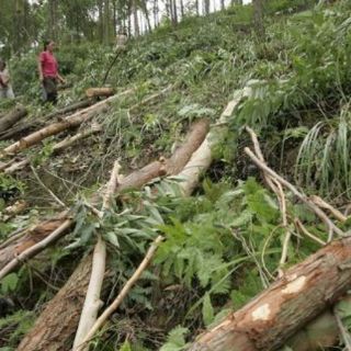En peligro más de 350 mil hectáreas de bosques colombianos