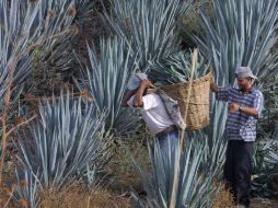 El escarabajo picudo es una de las principales plagas que ataca al agave. ARCHIVO  /