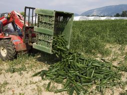 Un agricultor tira pepinos frescos al campo en Perli cerca de Ginebra, Suiza. EFE  /