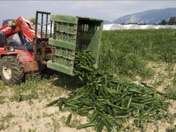 Mientras continúan las investigaciones, productores de hortalizas siguen registrando pérdidas. EFE  /