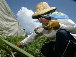 Los berries captaron la atención comercial mundial al reportar el crecimiento más dinámico en la década de 1997-2007. S. NÚÑEZ  /