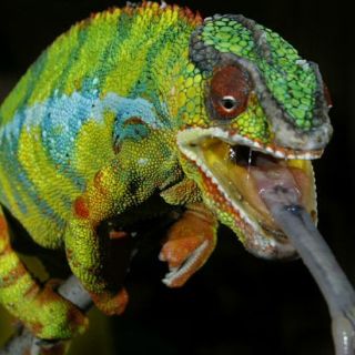 Deforestaciones de Madagascar ponen en peligro a especies únicas