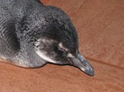 Se rescataron algunos especímenes con vida y serán estudiados. SOCOBIOMA.ORG  /