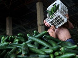 Alemania reconoció que los pepinos españoles no eran los responsables de la infección. EFE  /