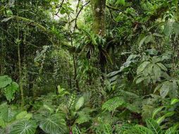 Las áreas tropicales son las más propensas a el aumento de temperaturas. ESPECIAL  /