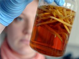 La cepa letal E. coli ha infectado a más de dos mil 400 personas y ha causado la muerte de 23 de ellas. AFP  /