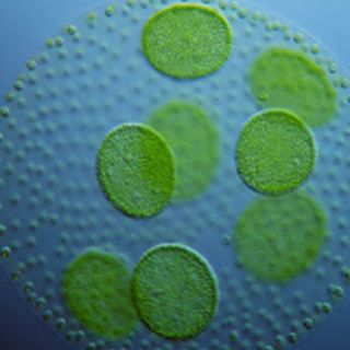 Buscan producir biodiesel a partir de microalgas marinas