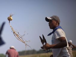 Inmigrantes trabajan en la cosecha de cebollas, en Georgia. AP  /
