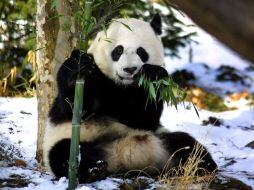 El centro es un nuevo paso en la cooperación internacional para la protección del panda gigante. REUTERS  /