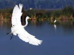 Algunas especies han adelantado la fecha media de partida hacia África entre 10 y 12 días desde el año 1999. ARCHIVO  /