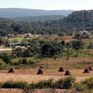 Conservarán 15 mil 200 hectáreas de bosques en el Estado