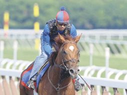 ''Animal Kingdom'', caballo que ganó el Derby de Kentucky, es el favorito para ganar el Belmont Stakes. AFP  /