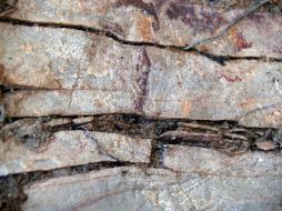 Este yacimiento es el más rico en trilobites enrollados del Cámbrico. EFE  /