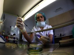 Los biólogos del Instituto Federal Alemán de Evaluación de Riesgos confirmaron la información sobre el origen de la epidemia. AP  /