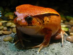 Este hallazgo fue reconocido por los Premios de Innovación Medical Futures. EFE  /