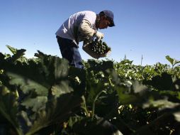 El CDHM aseguró que se ha incrementado la cifra de niños que emigran a los campos agrícolas desde el norte para ser empleados. ARCHIVO  /