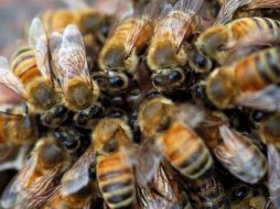 Este tipo de abeja puede acceder a fuentes de néctar que otras especies de abeja no pueden alcanzar. EFE  /