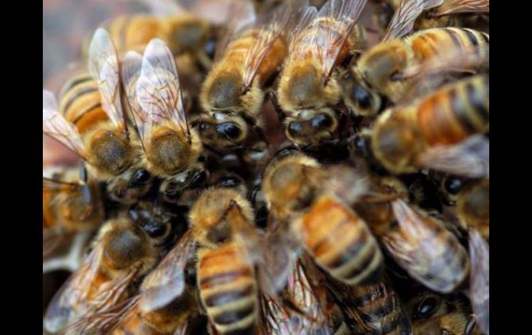 Este tipo de abeja puede acceder a fuentes de néctar que otras especies de abeja no pueden alcanzar. EFE  /
