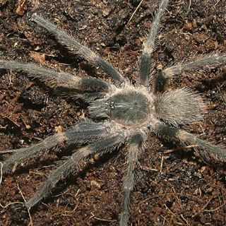 Nombran nueva especie de tarántula en honor a Rubén Blades