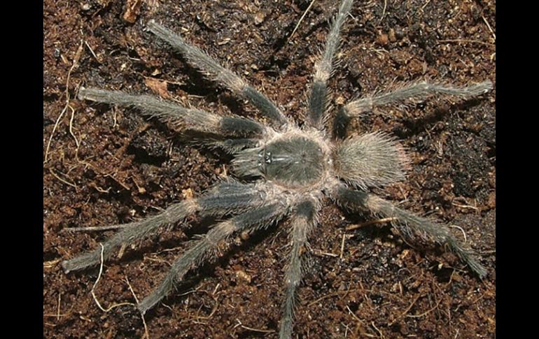 Una nueva especie de tarántula rosada es bautizada en honor a Rubén Blades. EFE  /