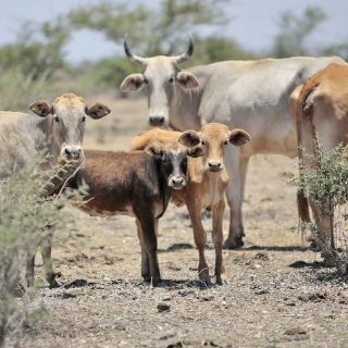 'Registro civil' del ganado ayudará en lucha contra clenbuterol