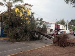 Árbol caído en Vallarta y Rafael Sanzio. A. HINOJOSA  /