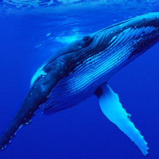 República Dominicana en pro de la conservación de las ballenas