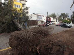Más de 20 árboles caídos durante la lluvia vespertina de ayer afectaron la circulación vial de diversas avenidas. E. BARRERA  /