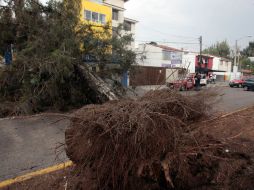 La lluvia de esta tarde generó afectaciones en la zona Oriente de la ciudad; al menos 20 árboles se cayeron en Zapopan. A. HINOJOSA  /