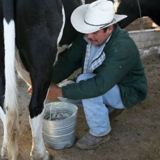 Establos certificados, opción de lecheros para más ingresos