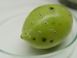 Cabe señalar que el trabajo realizado por este equipo de investigadores fue reconocido en 2007. ID  /