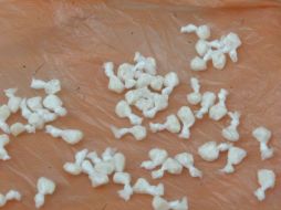 A pocos metros del lugar de su arresto, los detenidos habían ocultado una bolsa de plástico que contenía cocaína y piedra base. ARCHIVO  /