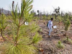 Especialistas realizaron hoy un recorrido en el predio del Bosque La Primavera. E. PACHECO  /