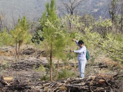 Personal del ITESO inspecciona las especies en el predio de La Primavera. E. PACHECO  /
