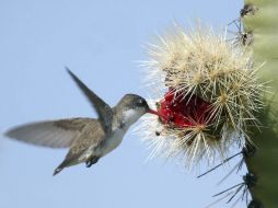 Algunas especies se adaptan a zonas desérticas para sobrevivir. E. BARRERA  /