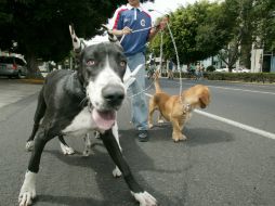 Diviértete con ellos al aire libre. S. NÚÑEZ  /