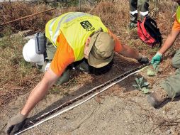 La culebra real californiana, especie invasora que mide hasta 1,5 metros. EFE  /