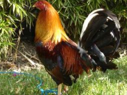 El animal comienza su canto a las cinco de la mañana y continua durante el día. ESPECIAL  /