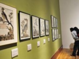 Mañana, último día para ver lo mejor del arte plumario. ESPECIAL  /