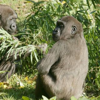 Bautizan a 22 crías de gorilas