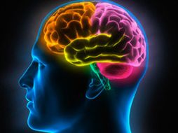 El cerebro está compuesto por un complejo entramado de neuronas. ESPECIAL  /