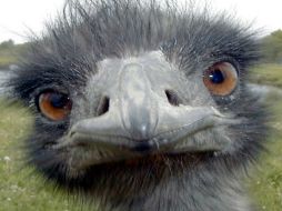 El aceite de emú en la actualidad ya se vende en Oaxaca. ID  /