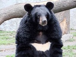 La rara piel del oso azul fue hallada en una expedición al Himalaya organizada por el explorador Edmund Hillary. ESPECIAL  /