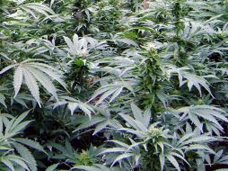 California rechazó el año pasado en referéndum la legalización total de la mariguana. ARCHIVO  /