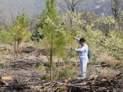Las autoridades de La Primavera no quieren que se cree una fobia o miedo para ir al bosque. ARCHIVO  /