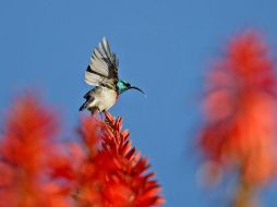Donde habita el colibrí esmeralda, se ha visto afectada por el pastoreo de ganado y plantaciones de piña. EFE  /