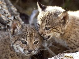 El animal abundaba en el bosque y matorral mediterráneo. EFE  /