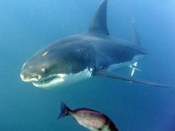 Declaran que todos los seres vivos merecen vivir libres y no ser cautivos ni agredidos como sucede con el tiburón. EFE  /